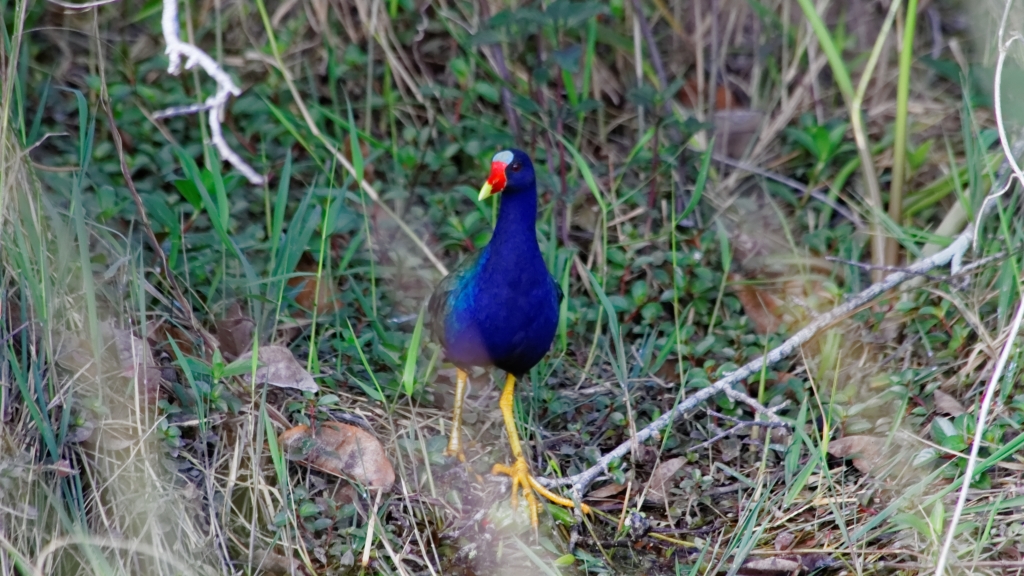 02 - Everglade NP (19) Gallinule poule-d'eau.jpg